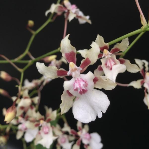 7152 Oncidium Sharry Baby 'Yuki Sakura'