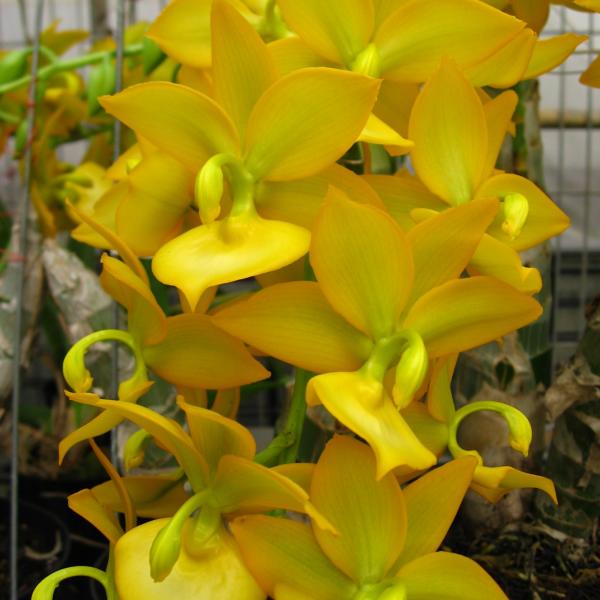 9048 Cycnoches Taiwan Gold ‘ORCHIS’ 