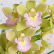 11074 Cymbidium (Wakakusa x Summer Queen) 'Perfume'