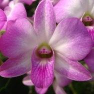 10245 Dendrobium (Siriratana Hirota x compactum) 'Pink'T