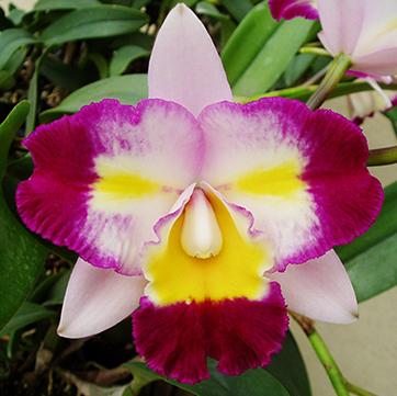 Cattleya