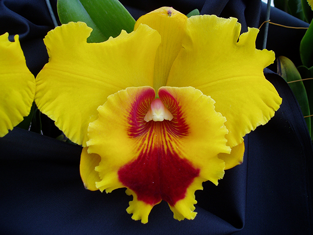 cattleya嘉德丽雅兰