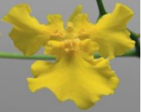 7147 Oncidesa Gower Ramsey 'Large 3 lips' 2