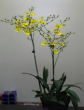 7147 Oncidesa Gower Ramsey 'Large 3 lips' 3