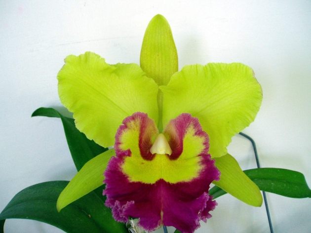 Rhyncholaeliocattleya catalogue 1