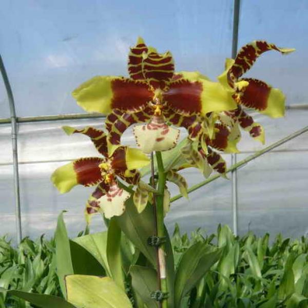 7106 Rossioglossum Rawdon Jester