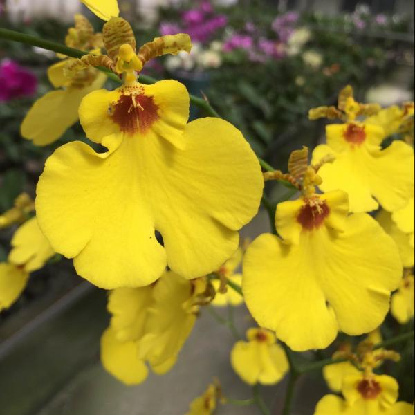 Oncidium catalogue