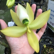 Cycnoches catalogue