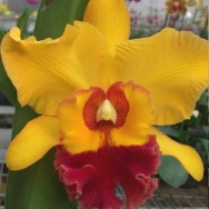 6211	Rhyncholaeliocattleya Chunyeah '# 8' 1