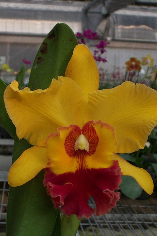 6211	Rhyncholaeliocattleya Chunyeah '# 8' 2