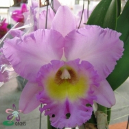 Cattleya catalogue 1