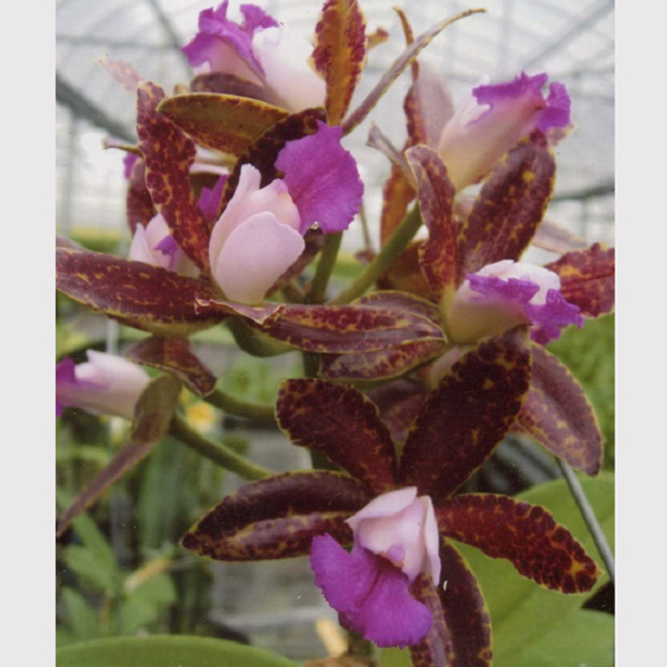 产品介绍 兰花品种plant cattleya嘉德丽雅兰 6706 (c.