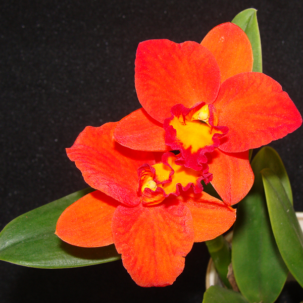 产品介绍 兰花品种plant cattleya嘉德丽雅兰 产品介绍 6728 rhyn