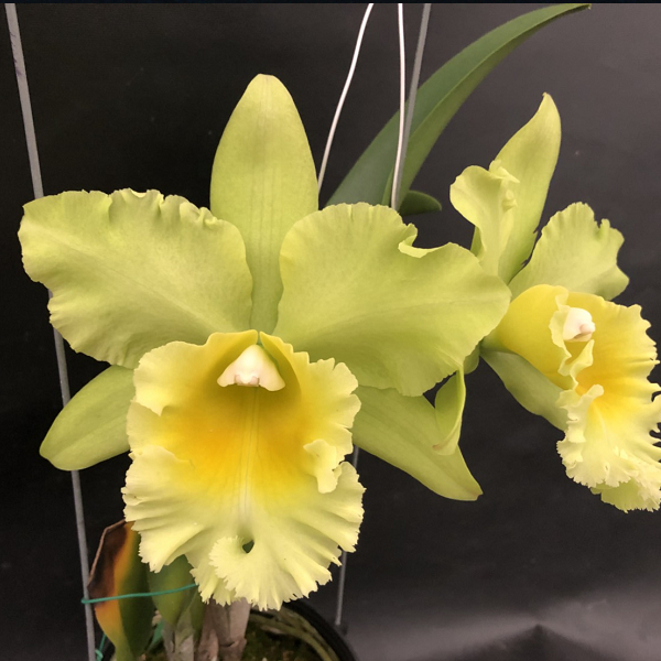 6755 Rlc. Sung Ya Green 'Dragon King' | 長潁農業開發股份有限公司