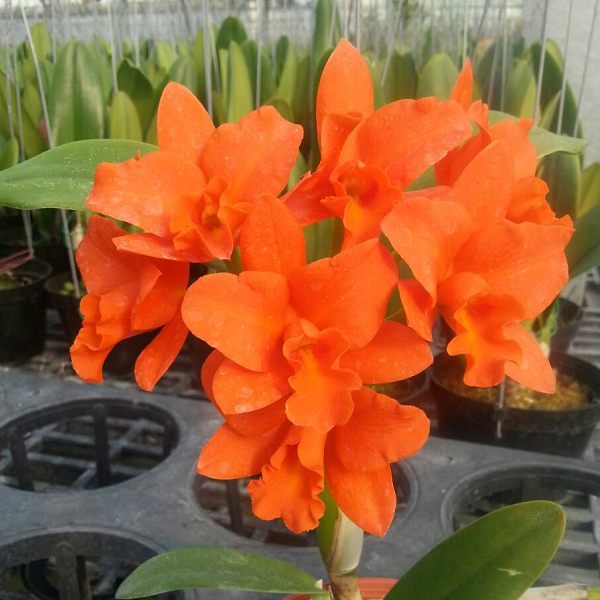 产品介绍 兰花品种plant cattleya嘉德丽雅兰 6794 rth.