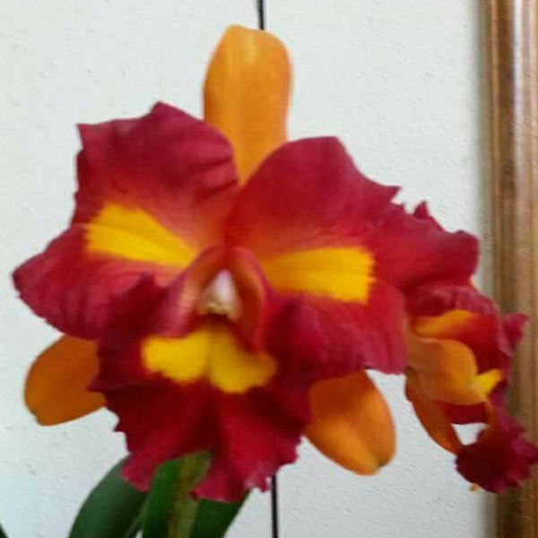 6954	(Rlc. Tzeng Wen Beauty x Rth. Guanmiau City) 'ORCHIS' 1