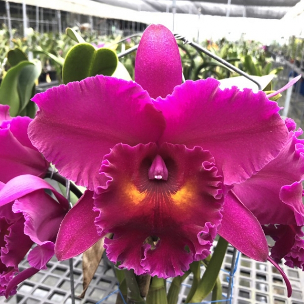 6984 Rlc. Shang Ding Red Dragon 'ORCHIS' 1