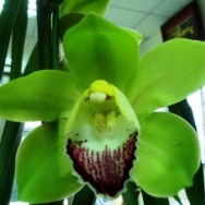 11016 Cymbidium Big Green (M) 1