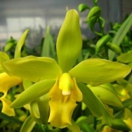 11030 Cymbidium Maureen Carter ‘China Dragon’