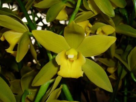 11030 Cymbidium Maureen Carter ‘China Dragon’ 2