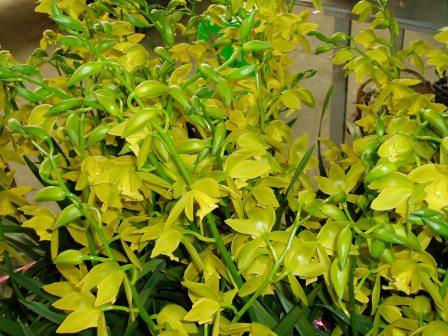 11030 Cymbidium Maureen Carter ‘China Dragon’ 3