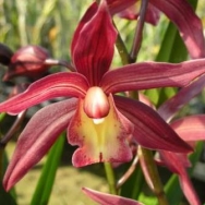 Cymbidium catalogue 3