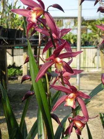 11042 Cymbidium Nut ‘ORCHIS’ 2