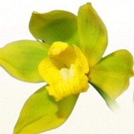 Cymbidium catalogue 2