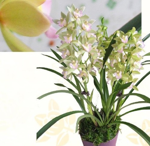 11074 Cymbidium (Wakakusa x Summer Queen) 'Perfume' 2