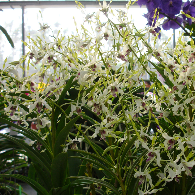 10127 Dendrobium Antennatum 2