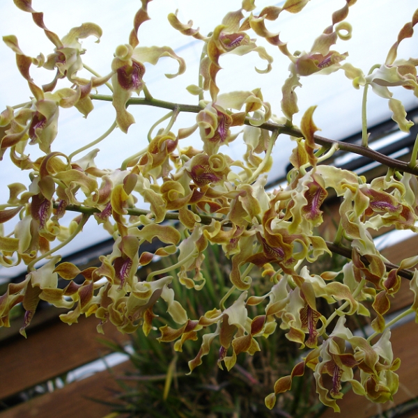 10164 Dendrobium discolor 