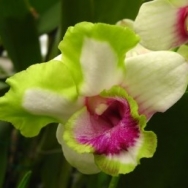 10247 Dendrobium Kultana (mutation)