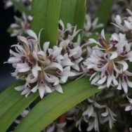 10266 Dendrobium peguanum 1