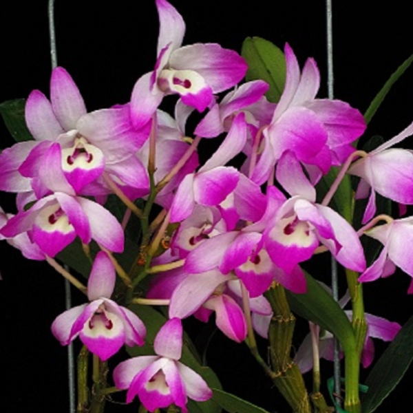 10305 Dendrobium linawianum 1