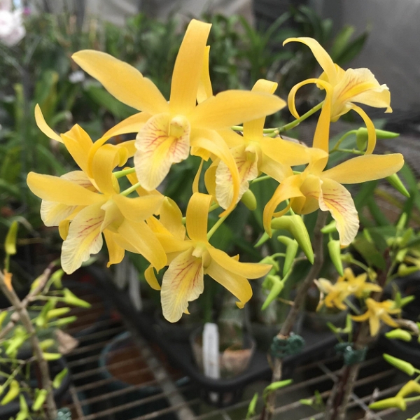 10312 Dendrobium landidium x Dendrobium unicum 1