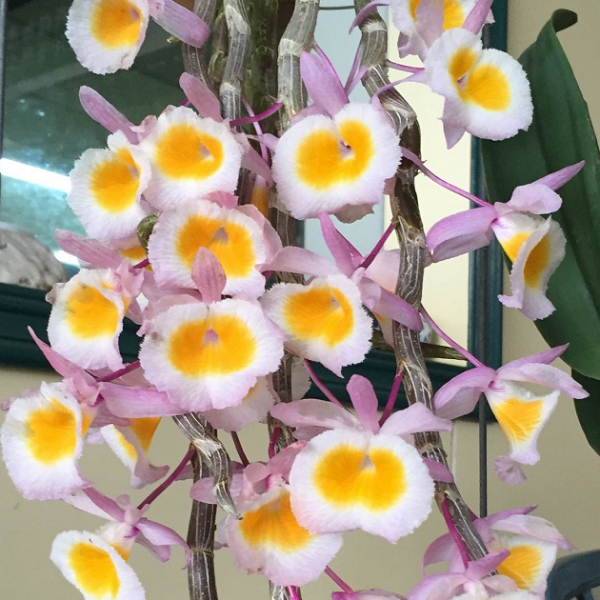 10324 Dendrobium Primulinum from Loas 'Yellow Lip' 1