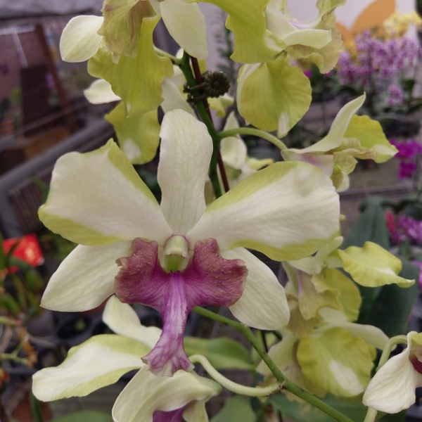 10334 Dendrobium Dragon Eye 'Hs' 1