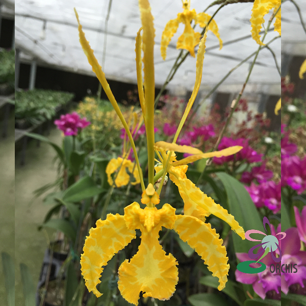 7070 Psychopsis Mariposa 