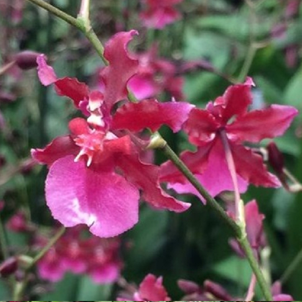 7189 Oncidium Sharry Baby 'Ruby Doll' 1