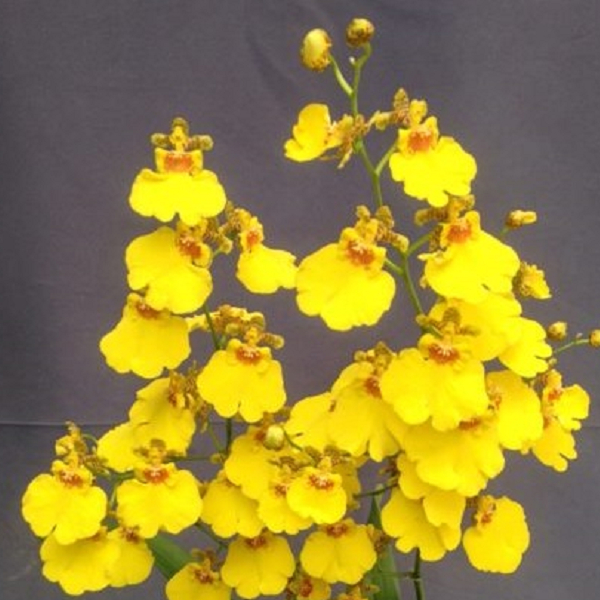 7192 Oncidium Sweet Sugar 'Wide' 1