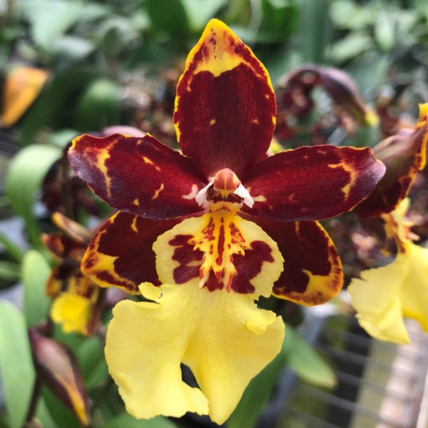 7204 Odontocidium Saint Anthony of Egypt 'Black Swan' 1