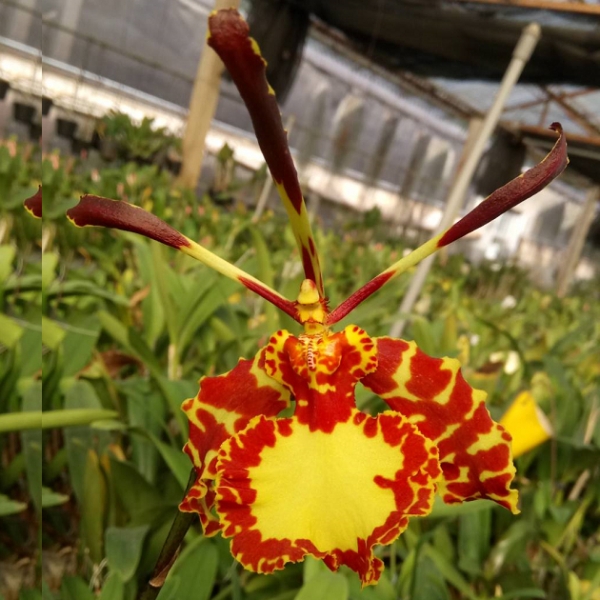 7211 Psychopsis papilio x Psychopsis mariposa 1