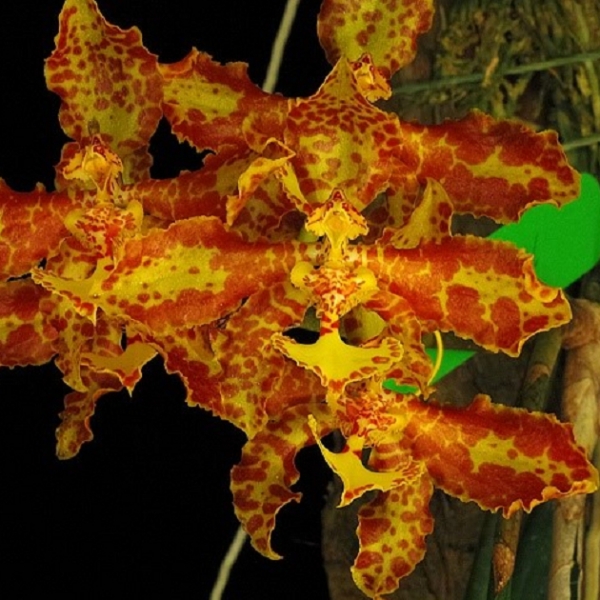 7212 Oncidium stacyi 1