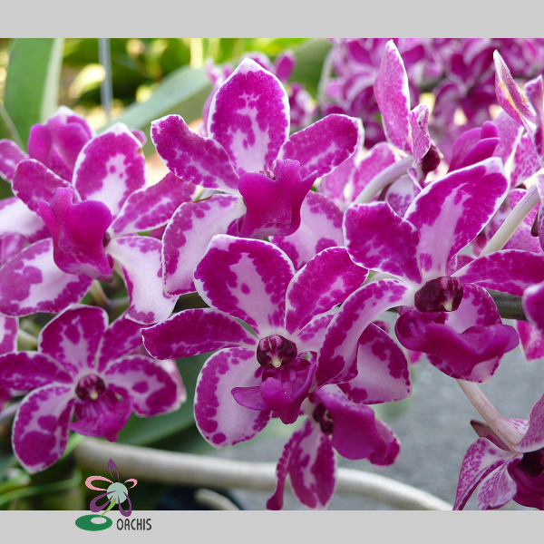 9012 Rhynchostylis gigantea (spot) 2