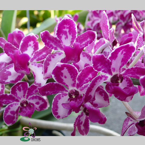 9012 Rhynchostylis gigantea (spot) 2