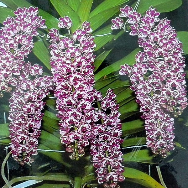 9012 Rhynchostylis gigantea (spot) 1