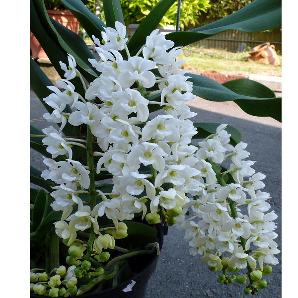 9013 Rhy. gigantea (white) 2