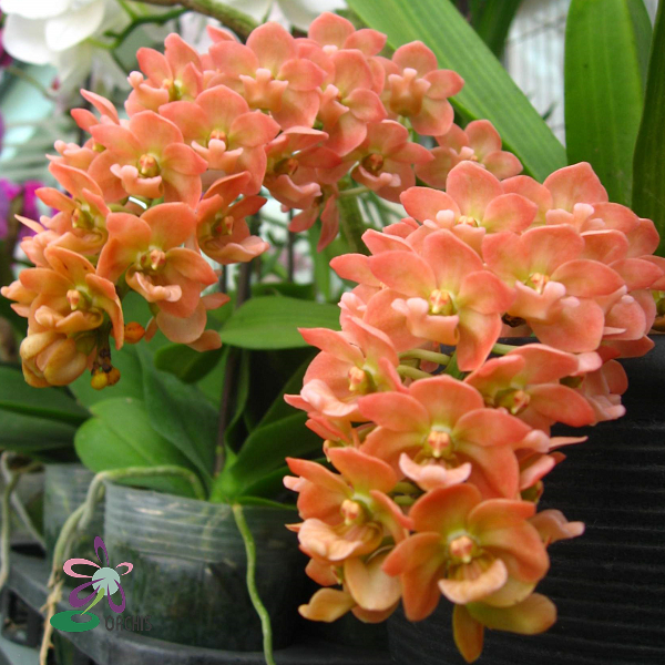 9101 Rhynchostylis Gigantea (Orange) 1