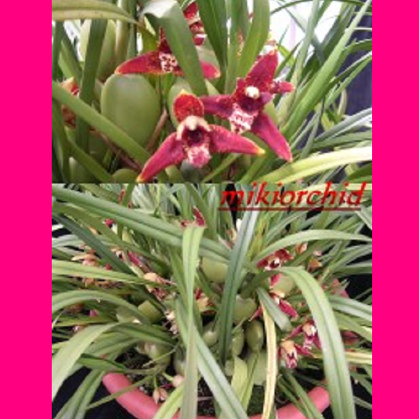 9151 Maxillaria Tenuifolia 1