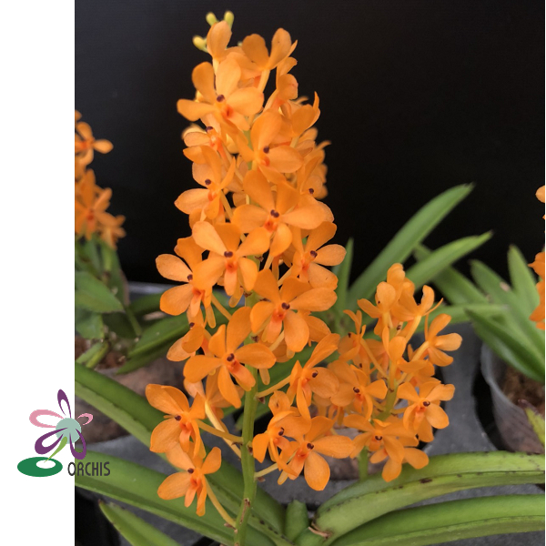 9182 Ascocentrum miniatum 1